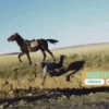 Cheater Falls Off The Horse On UyaJola 9/9 Leaving Viewers In Stitches